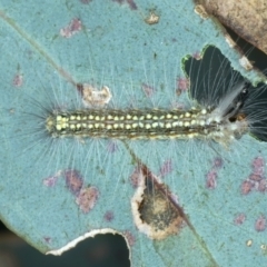 Uraba lugens (Gumleaf Skeletonizer) at Hackett, ACT - 27 Jan 2022 by jb2602