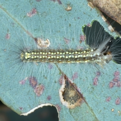 Uraba lugens (Gumleaf Skeletonizer) at Hackett, ACT - 27 Jan 2022 by jb2602