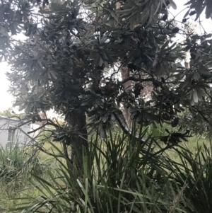 Banksia integrifolia subsp. integrifolia at Broulee, NSW - 27 Jan 2022 07:55 PM