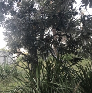 Banksia integrifolia subsp. integrifolia at Broulee, NSW - 27 Jan 2022
