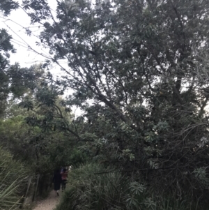 Banksia integrifolia subsp. integrifolia at Broulee, NSW - 27 Jan 2022 07:55 PM