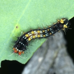 Opodiphthera eucalypti at Hackett, ACT - 27 Jan 2022 06:30 PM