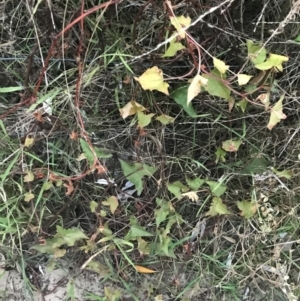 Rumex sagittatus at Broulee, NSW - 27 Jan 2022