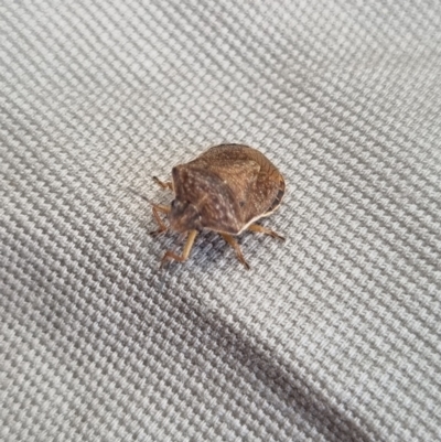 Dictyotus conspicuus (A shield or stink bug) at Tinderry Mountains - 22 Jan 2022 by markus