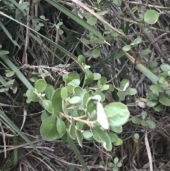 Correa alba var. alba (White Correa) at Batemans Marine Park - 27 Jan 2022 by Tapirlord