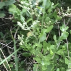 Rhagodia candolleana subsp. candolleana (Seaberry Saltbush) at Batemans Marine Park - 27 Jan 2022 by Tapirlord