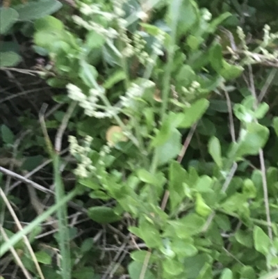 Rhagodia candolleana subsp. candolleana (Seaberry Saltbush) at Batemans Marine Park - 27 Jan 2022 by Tapirlord