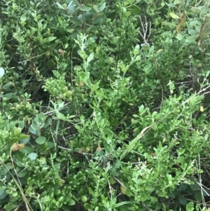 Rhagodia candolleana subsp. candolleana at Broulee, NSW - 27 Jan 2022