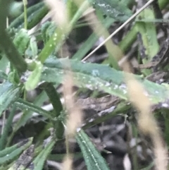 Unidentified Daisy (TBC) at Broulee, NSW - 27 Jan 2022 by Tapirlord