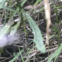 Senecio vulgaris at Broulee, NSW - 27 Jan 2022 07:57 PM