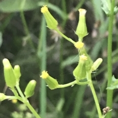 Senecio vulgaris at Broulee, NSW - 27 Jan 2022