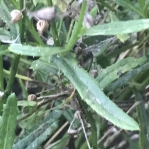 Senecio vulgaris at Broulee, NSW - 27 Jan 2022