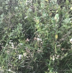 Senecio vulgaris at Broulee, NSW - 27 Jan 2022 07:57 PM