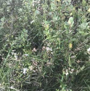 Senecio vulgaris at Broulee, NSW - 27 Jan 2022