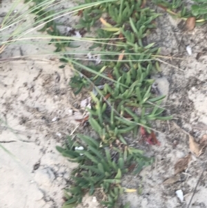 Carpobrotus glaucescens at Broulee, NSW - 27 Jan 2022 07:57 PM