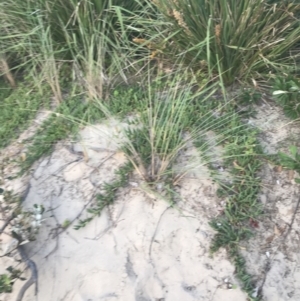 Carpobrotus glaucescens at Broulee, NSW - 27 Jan 2022 07:57 PM