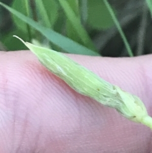 Oxalis rubens at Broulee, NSW - 27 Jan 2022 07:58 PM