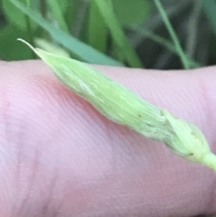 Oxalis rubens at Broulee, NSW - 27 Jan 2022 07:58 PM