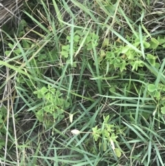 Oxalis rubens at Broulee, NSW - 27 Jan 2022 07:58 PM