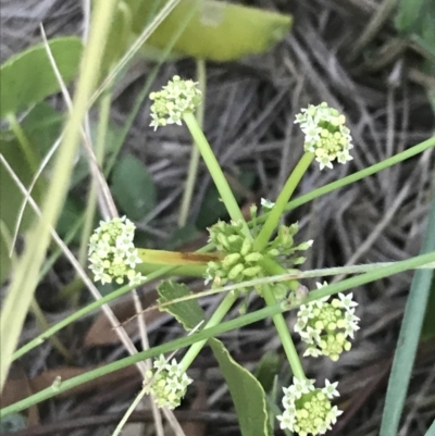 Hydrocotyle bonariensis (Pennywort) at Batemans Marine Park - 27 Jan 2022 by Tapirlord