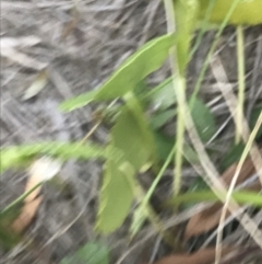 Hydrocotyle bonariensis at Broulee, NSW - 27 Jan 2022 07:58 PM