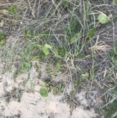 Hydrocotyle bonariensis at Broulee, NSW - 27 Jan 2022 07:58 PM