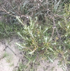 Westringia fruticosa (Native Rosemary) at Broulee Moruya Nature Observation Area - 16 Jan 2022 by Tapirlord