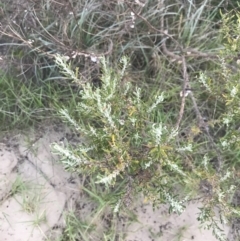 Westringia fruticosa (Native Rosemary) at Broulee, NSW - 16 Jan 2022 by Tapirlord