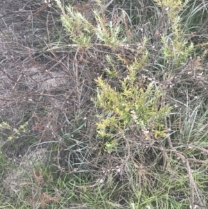 Westringia fruticosa at Broulee, NSW - 16 Jan 2022