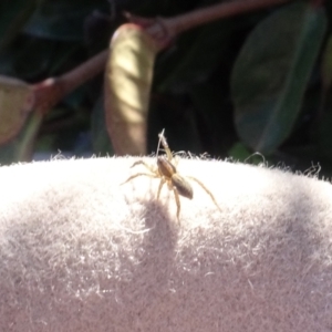 Lycosidae (family) at Parkes, ACT - 9 May 2021