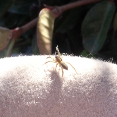 Lycosidae (family) (Unidentified wolf spider) at Parkes, ACT - 9 May 2021 by AndyRussell