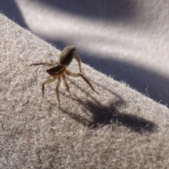 Lycosidae (family) at Parkes, ACT - 9 May 2021