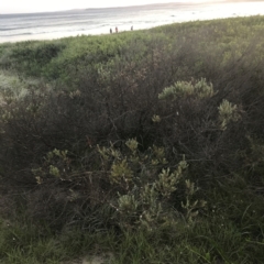 Westringia fruticosa (Native Rosemary) at Broulee, NSW - 27 Jan 2022 by Tapirlord