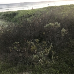 Westringia fruticosa (Native Rosemary) at Batemans Marine Park - 27 Jan 2022 by Tapirlord