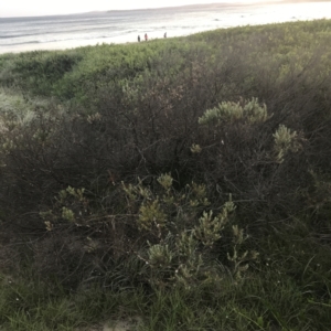 Westringia fruticosa at Broulee, NSW - 27 Jan 2022