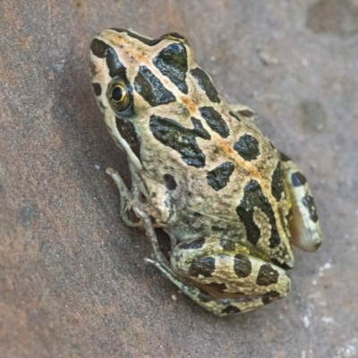 Limnodynastes tasmaniensis (Spotted Grass Frog) at QPRC LGA - 21 Jan 2022 by WHall