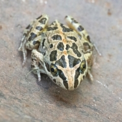 Limnodynastes tasmaniensis at Googong, NSW - 21 Jan 2022