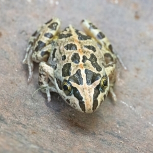 Limnodynastes tasmaniensis at Googong, NSW - 21 Jan 2022