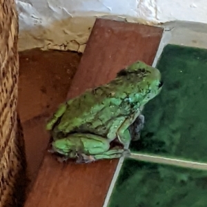 Litoria caerulea at Ainslie, ACT - suppressed