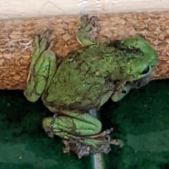 Litoria caerulea at Ainslie, ACT - suppressed