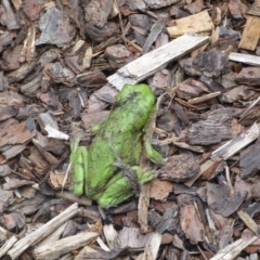 Litoria caerulea at Ainslie, ACT - suppressed