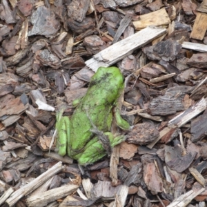 Litoria caerulea at Ainslie, ACT - suppressed