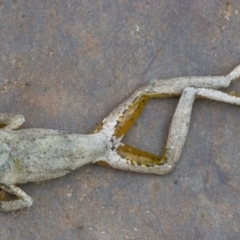 Litoria peronii (Peron's Tree Frog, Emerald Spotted Tree Frog) at Googong, NSW - 21 Jan 2022 by WHall