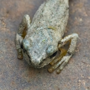 Litoria peronii at Googong, NSW - 21 Jan 2022 03:14 PM