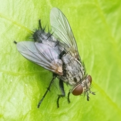 Exorista sp. (genus) (A Bristle Fly) at Googong, NSW - 22 Jan 2022 by WHall