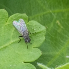 Unidentified True fly (Diptera) at Googong, NSW - 21 Jan 2022 by WHall