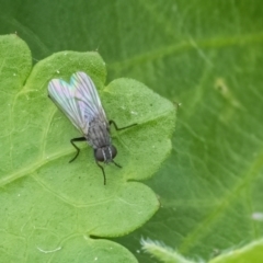 Unverified True fly (Diptera) at Googong, NSW - 22 Jan 2022 by WHall