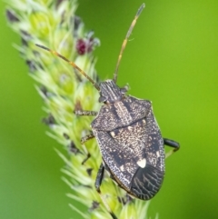 Oncocoris sp. (genus) (A stink bug) at Googong, NSW - 21 Jan 2022 by WHall