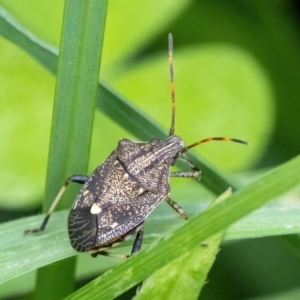 Oncocoris sp. (genus) at Googong, NSW - 22 Jan 2022 10:04 AM