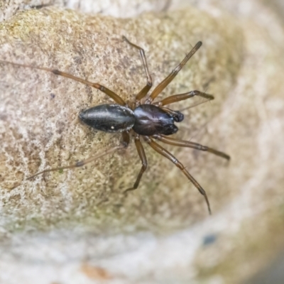 Unidentified Spider (Araneae) at Googong, NSW - 21 Jan 2022 by WHall